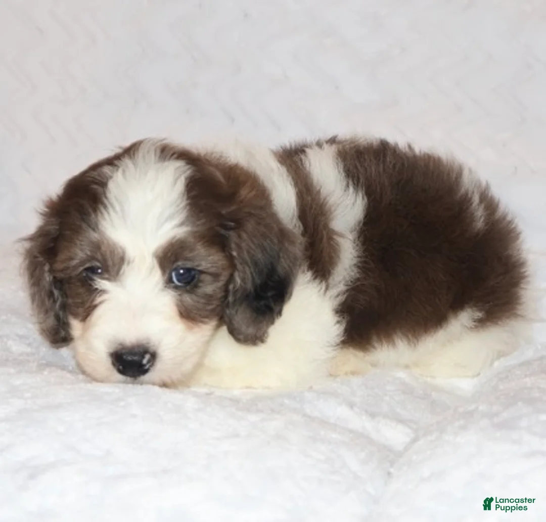 Mini Goldendoodle dogs for sale: Ruby chocolate merle - Ad 2
