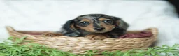Miniature Dachshund dogs for sale: Pumpkin 🤎 - Ad 3