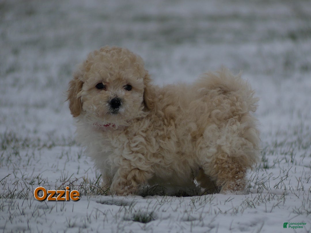 Maltipoo dogs for sale: Ozzie - Ad 3