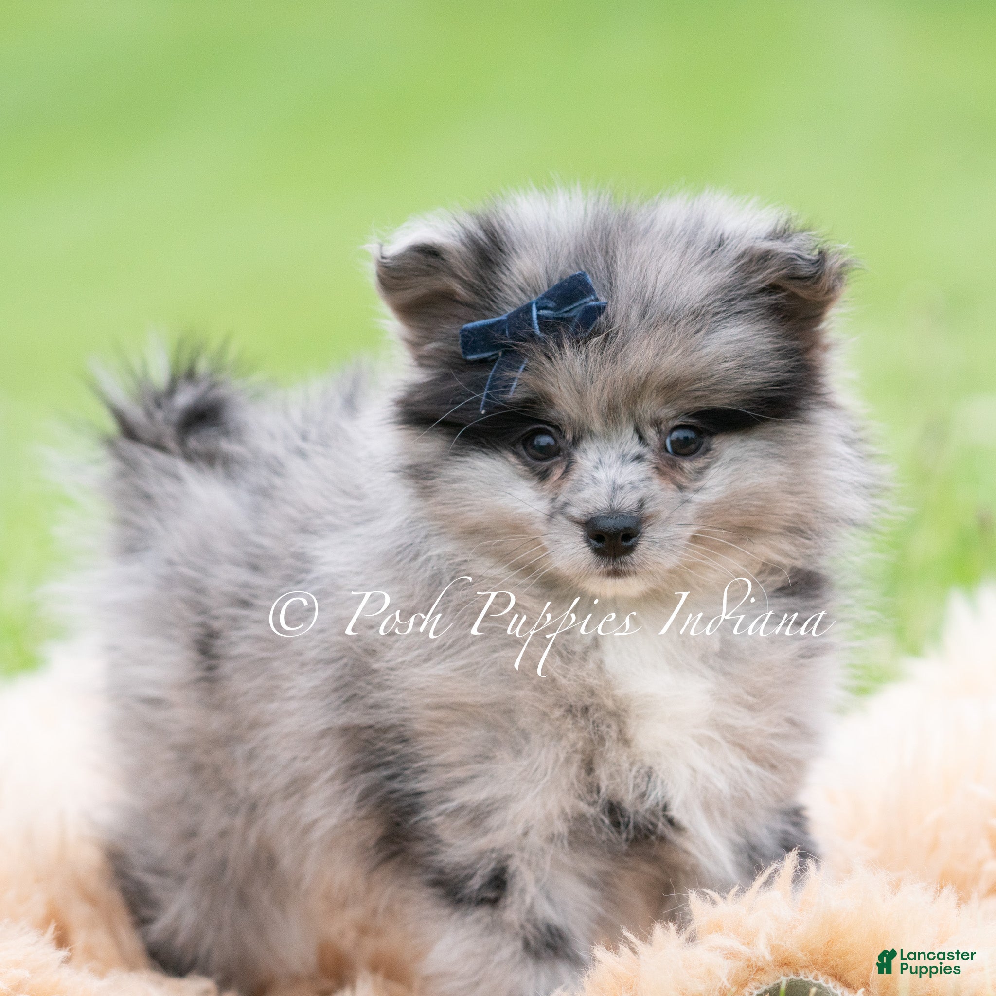Pomeranian dogs for sale: Draco AKC - Ad 3