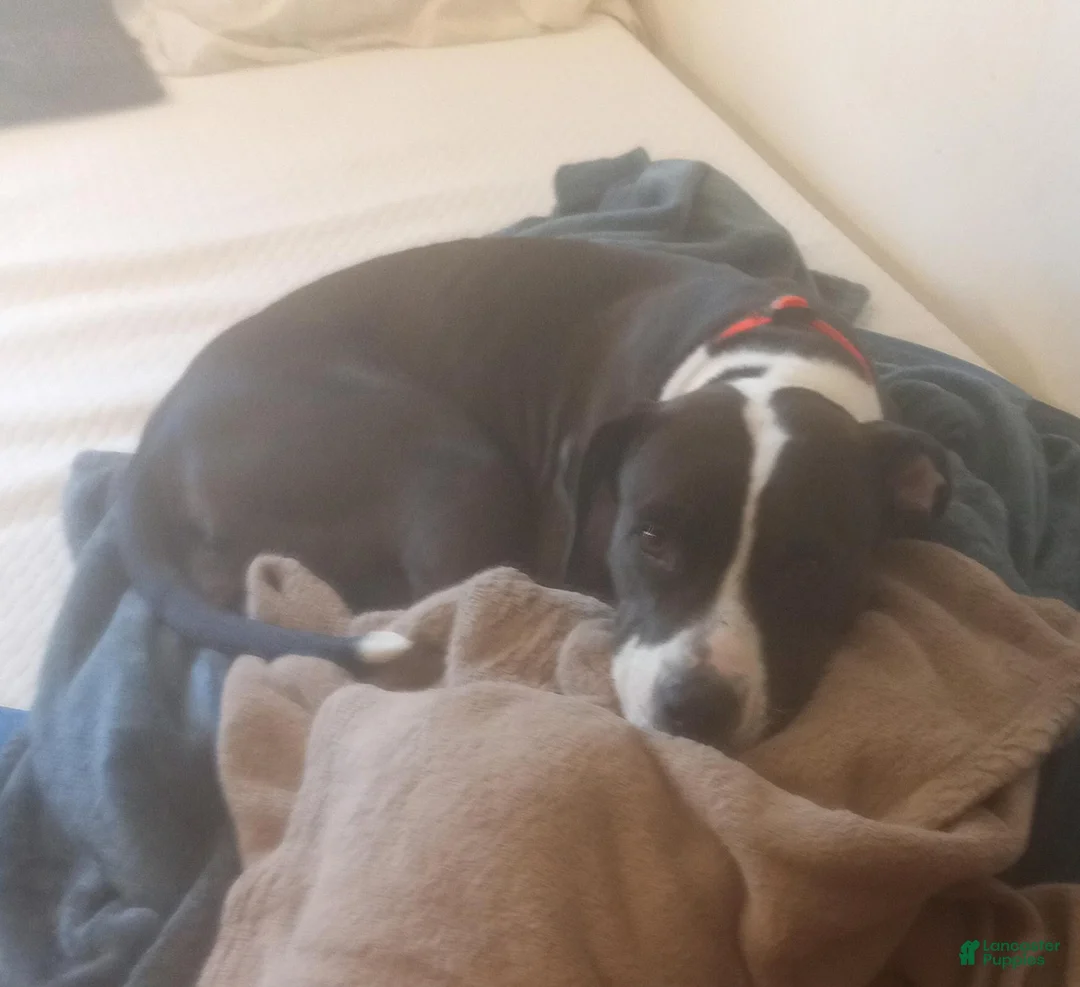 American Pit Bull Terrier dogs for sale: American Pit Bull Terrier 2 - Ad 3