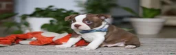 Boston Terrier dogs for sale: Kian - Ad 5