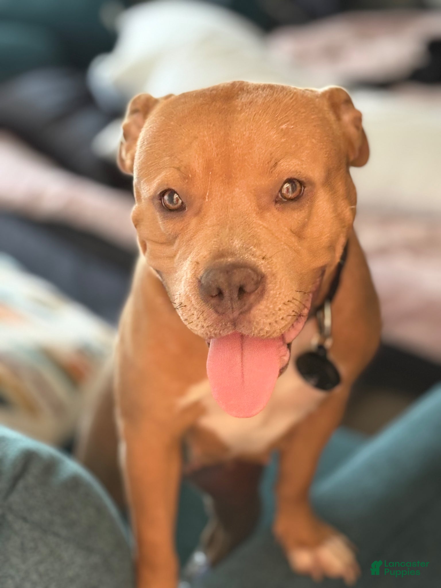 American Bully dogs for sale: American Bully Puppy 1 - Ad 5