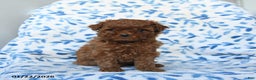 Cavapoo dogs for sale: Callie - Ad 3