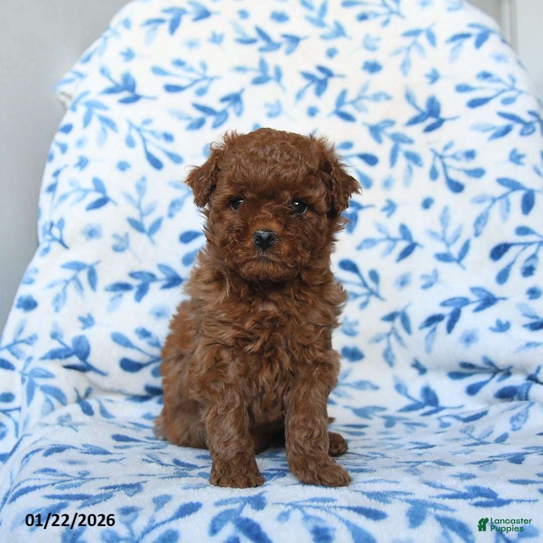 Cavapoo dogs for sale: Callie - Ad 3