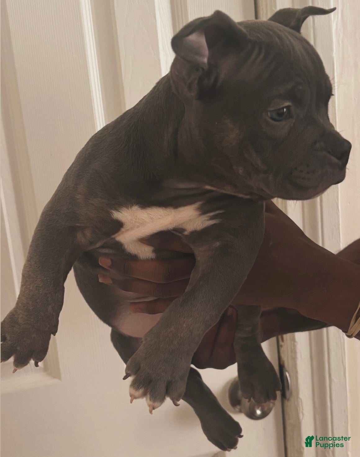 American Bully dogs Bill - Ad 1