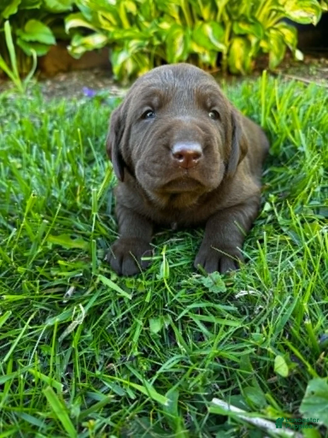 Labrador Retriever dogs for sale: Marcel - Ad 1