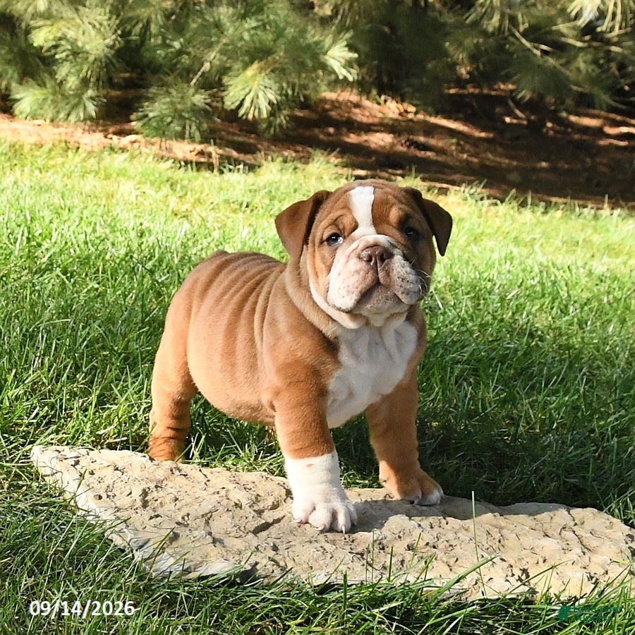 English Bulldog dogs Diamond - Ad 2