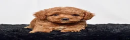 Mini Goldendoodle dogs for sale: Mr. Sammy - Ad 5