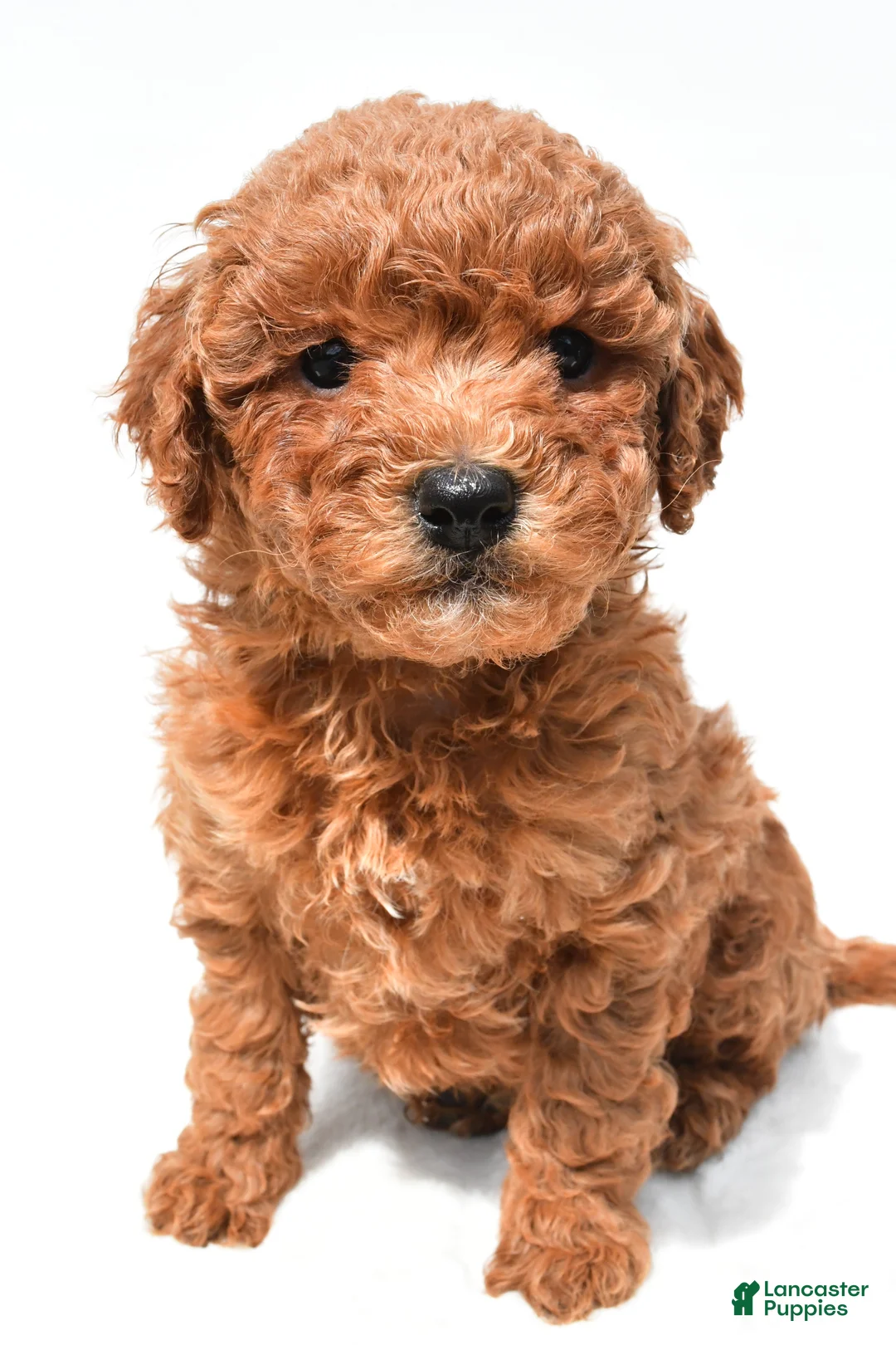 Mini Goldendoodle dogs for sale: Jill - Ad 1