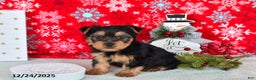 Yorkshire Terrier dogs for sale: Ryan - Ad 2