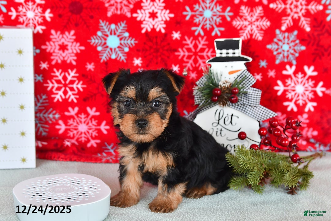 Yorkshire Terrier dogs for sale: Ryan - Ad 2