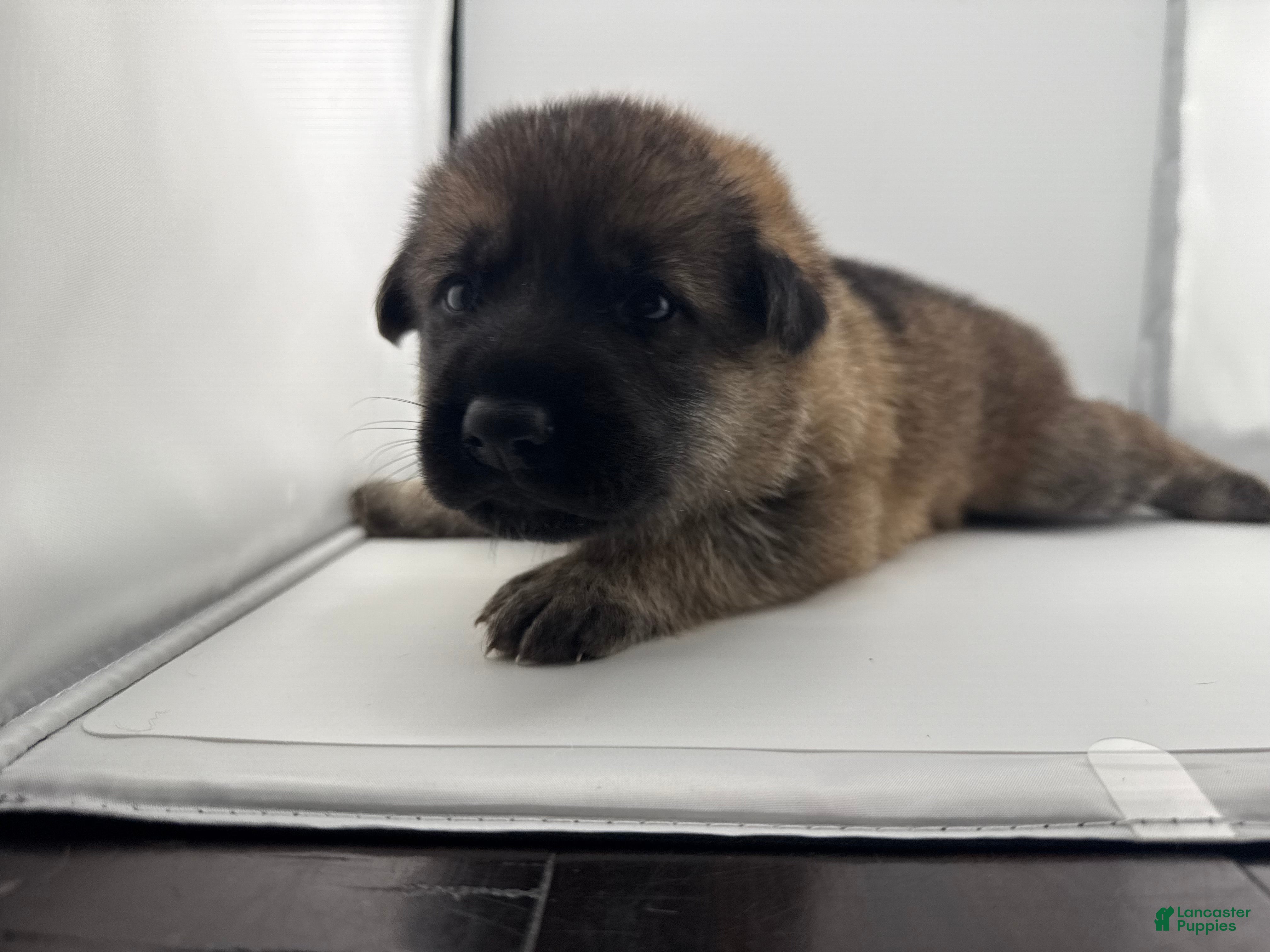 German Shepherd dogs Desert - Ad 1