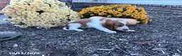Welsh Springer Spaniel dogs for sale: Lassie - Ad 6