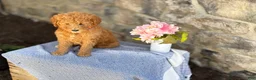 Goldendoodle dogs for sale: Munchkin - Ad 4