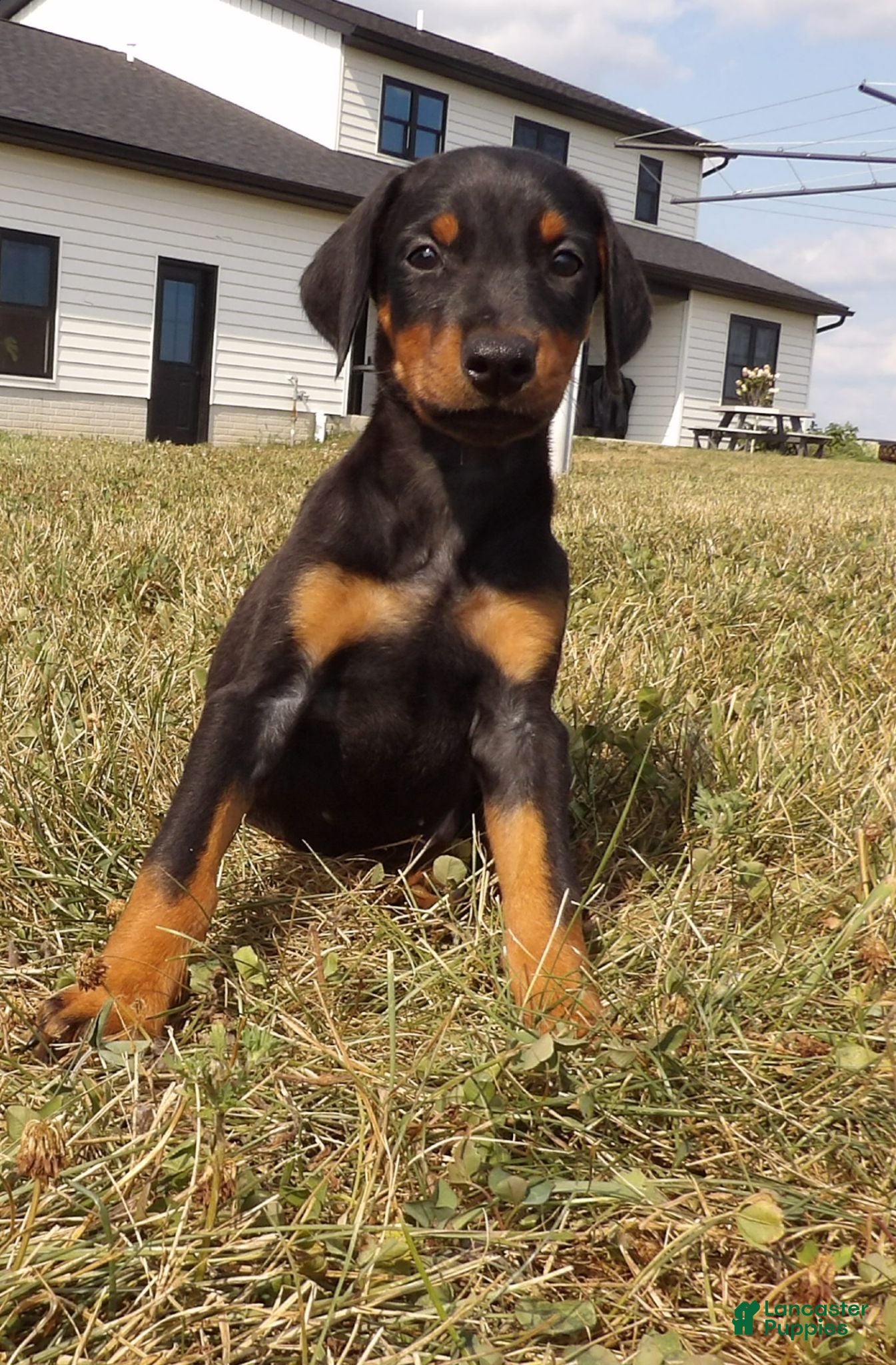 Doberman Pinscher dogs Nash  - Ad 2