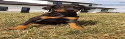Doberman Pinscher dogs for sale: Nash  - Ad 2