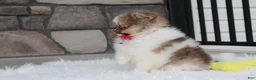 Pomeranian dogs for sale: Bentley AKC - Ad 17