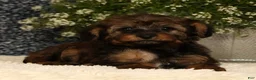 Yorkiepoo dogs for sale: Unice - Ad 4