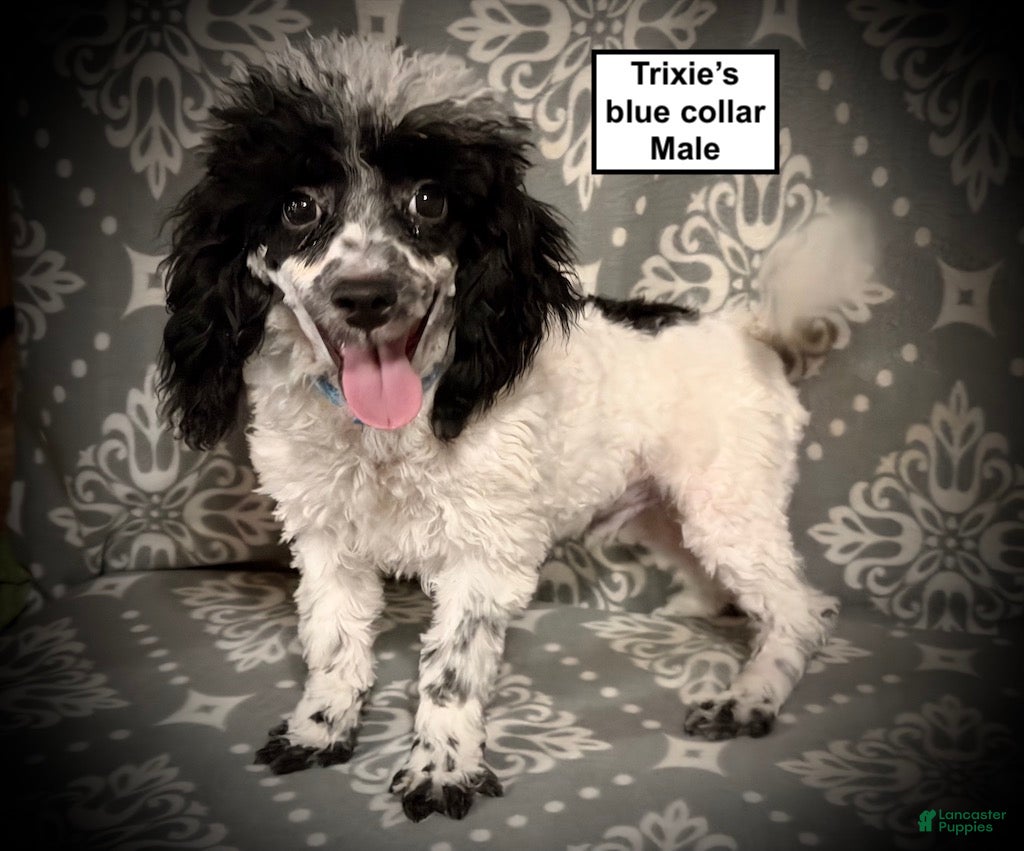 Toy Poodle dogs AKC Trixie's Blue Collar Male - Ad 15