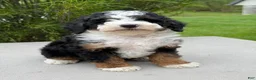 Miniature Poodle dogs for sale: Rory  - Ad 6