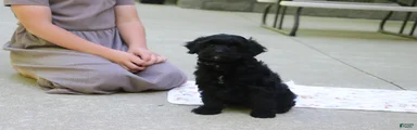 Sadie