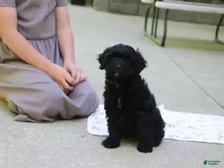 Cavapoo dogs for sale: Sadie - Ad 1