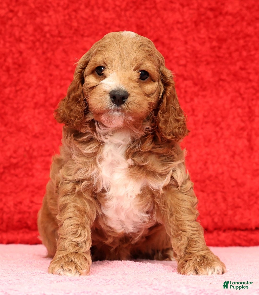 Cockapoo dogs for sale: Pearl - Ad 1