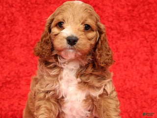 Cockapoo dogs Pearl - Ad 2