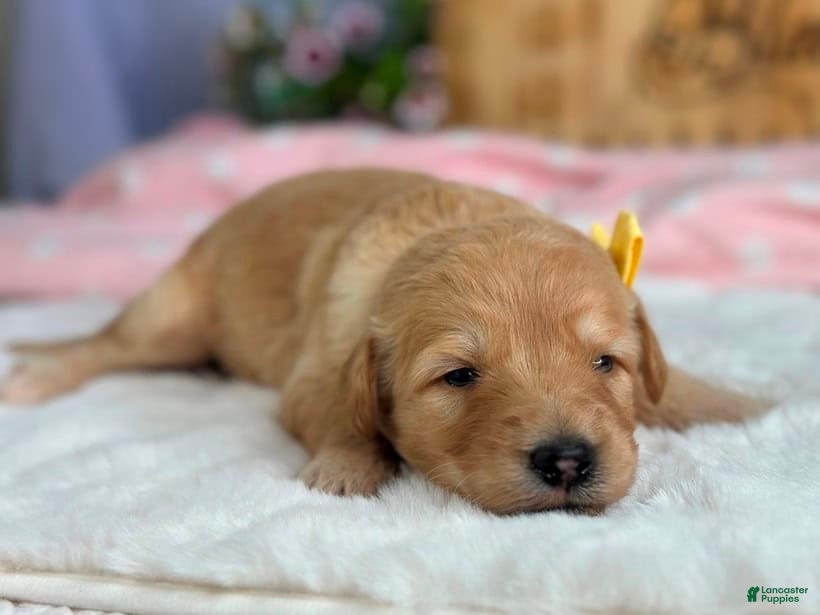 Goldendoodle dogs Wendelin - Ad 42