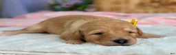 Goldendoodle dogs for sale: Wendelin - Ad 1