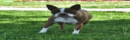 Boston Terrier dogs for sale: Beau - Ad 6
