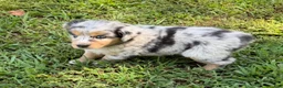 Australian Shepherd dogs for sale: Lucy - Ad 6