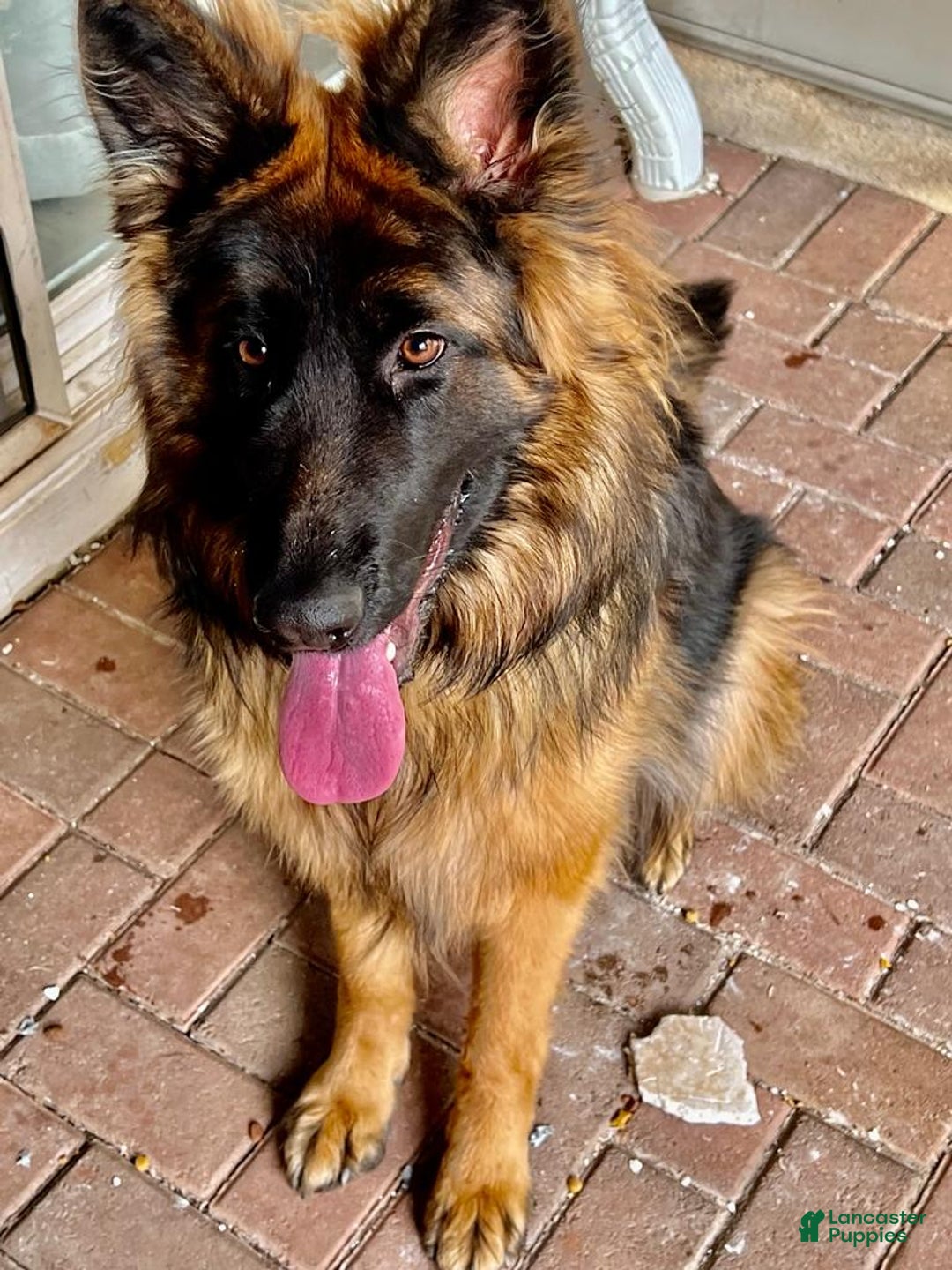 Gallery Image {{count}}