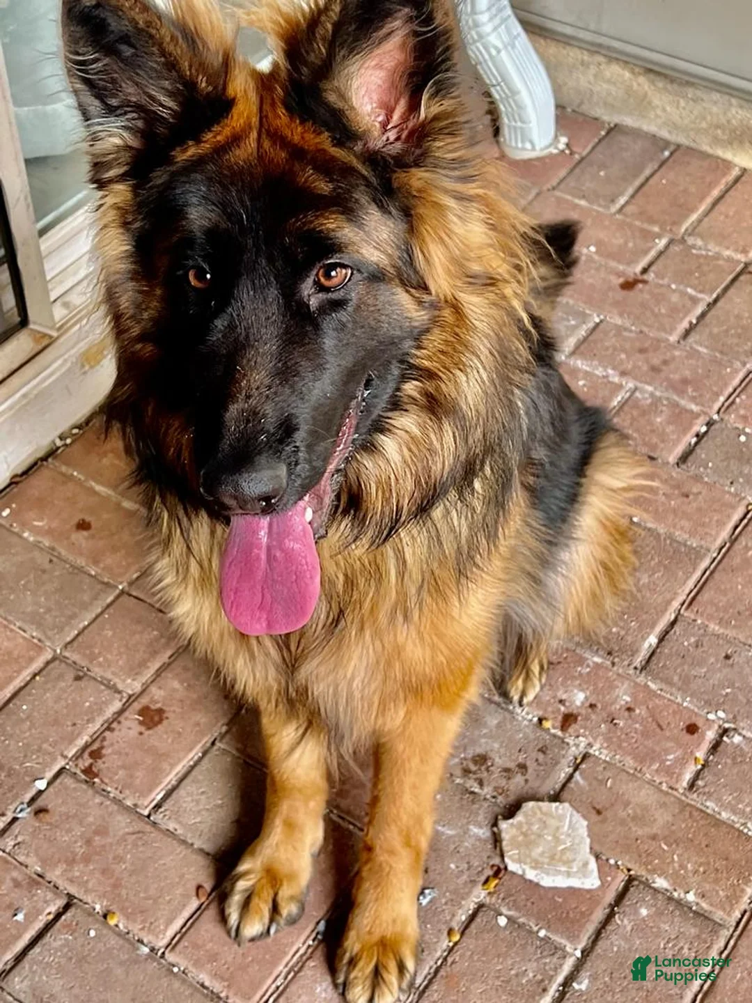 Gallery Image {{count}}