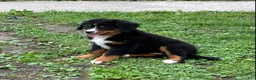 Bernese Mountain Dog dogs for sale: Bernese Mountain Dog Puppy 3 - Ad 5