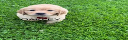 Golden Retriever dogs for sale: Oakley - Ad 1
