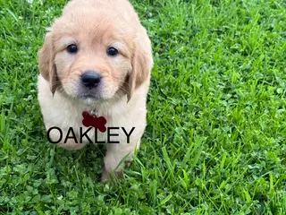 Golden Retriever dogs for sale: Oakley - Ad 4