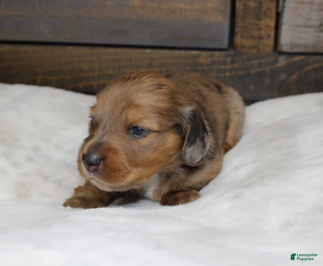 Dachshund dogs for sale: Aiden - Ad 8