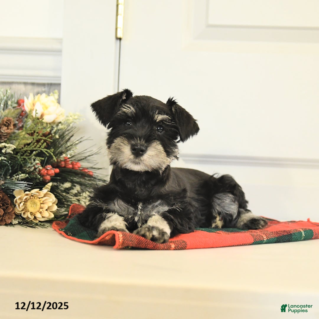 Miniature Schnauzer dogs for sale: Tinsel - Ad 4