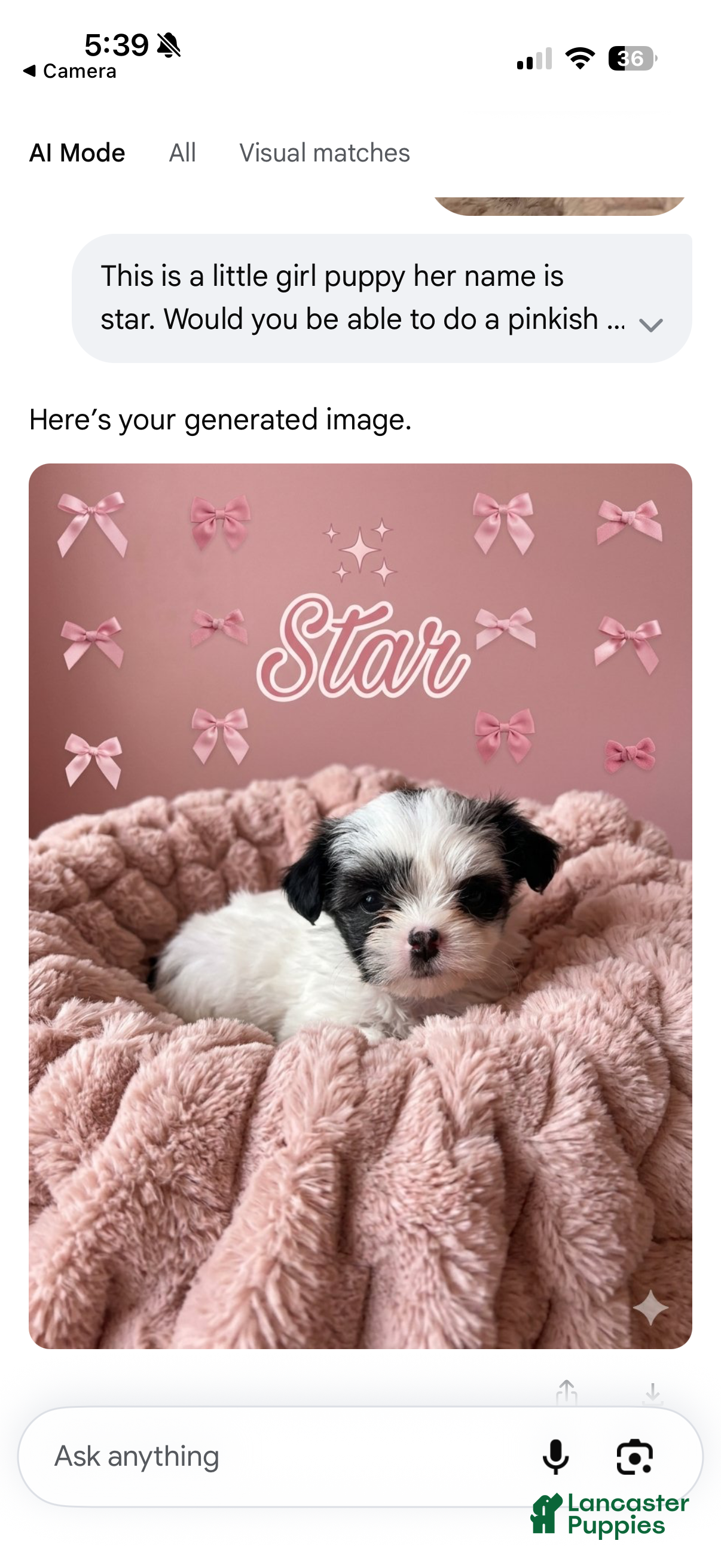 Shorkie dogs Star - Ad 29