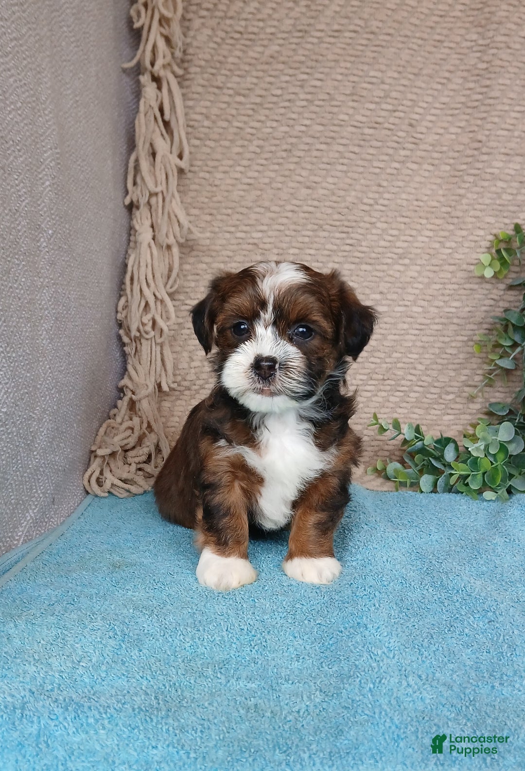 Havanese dogs for sale: Pearl  - Ad 5