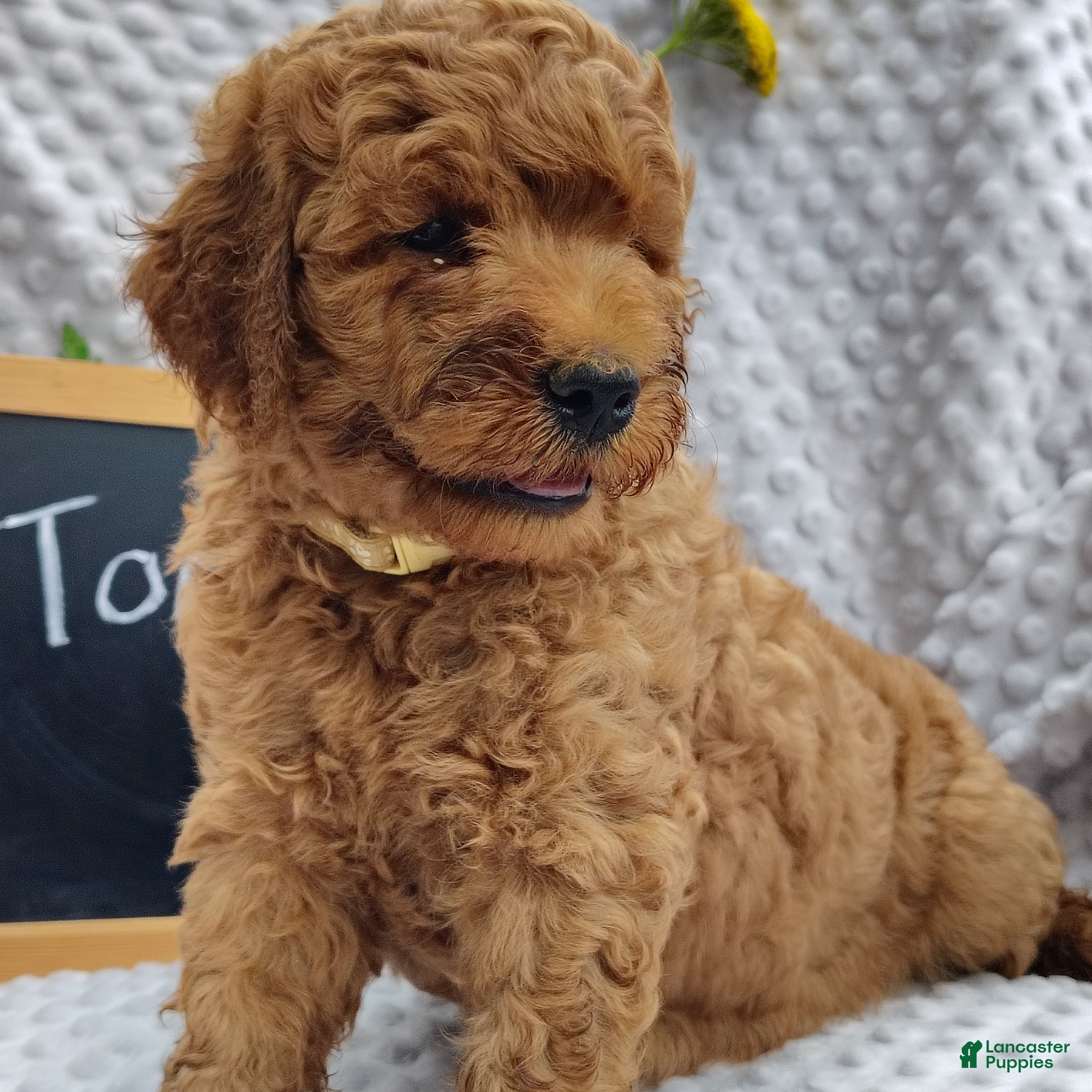 Mini Goldendoodle dogs Tommy - Ad 2