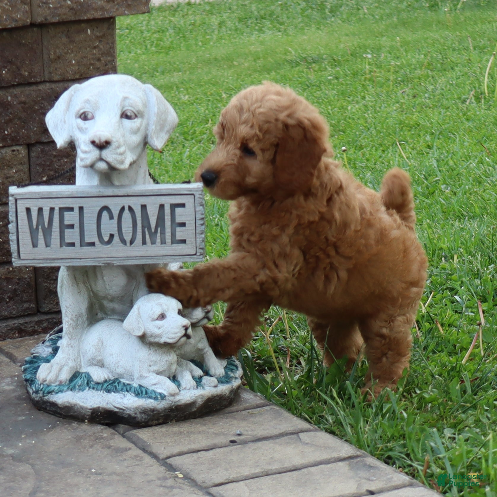 Mini Goldendoodle dogs Brock - Ad 2