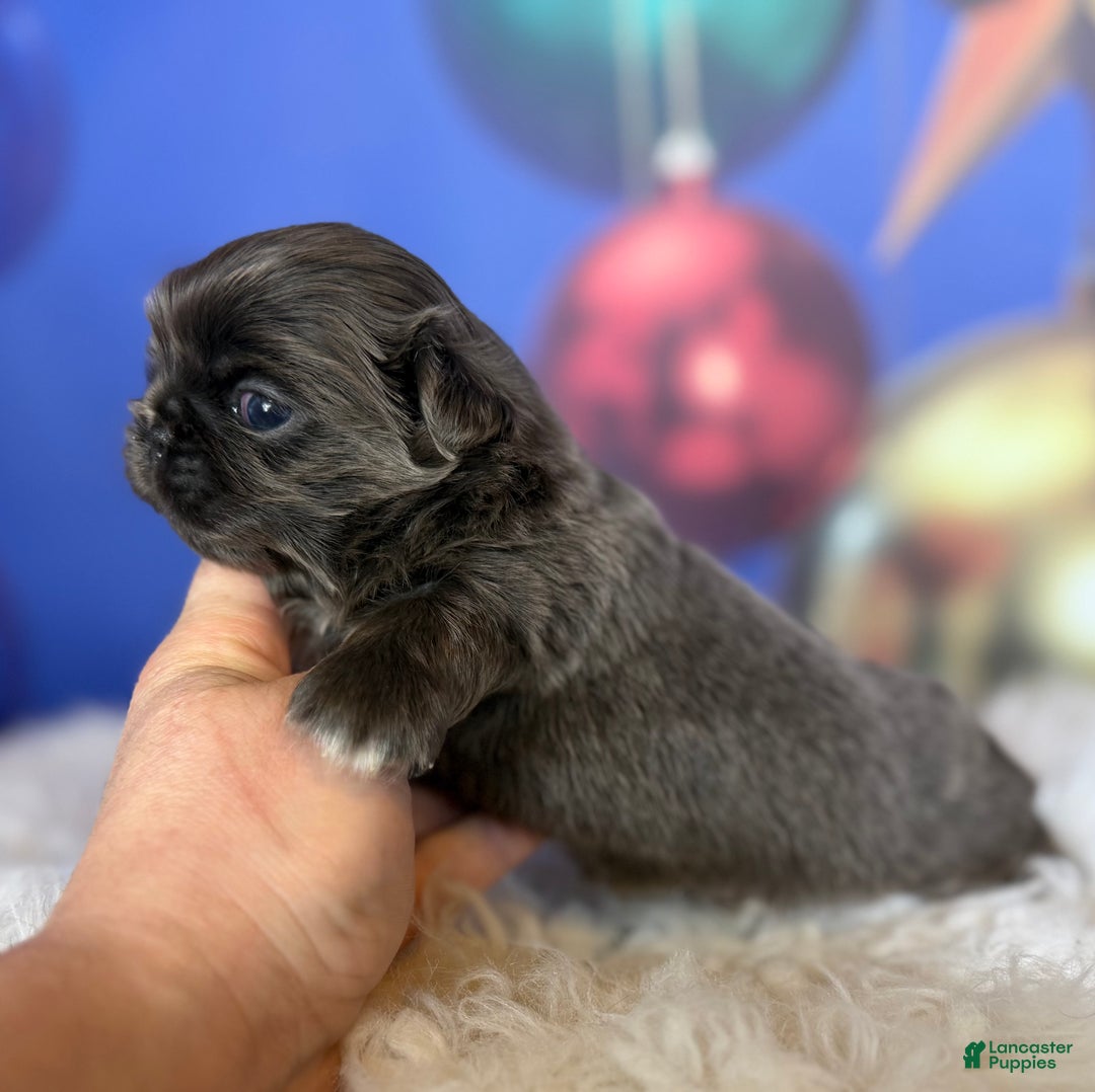 Pekingese dogs for sale: Akc DNA OFA Blue boots  - Ad 4