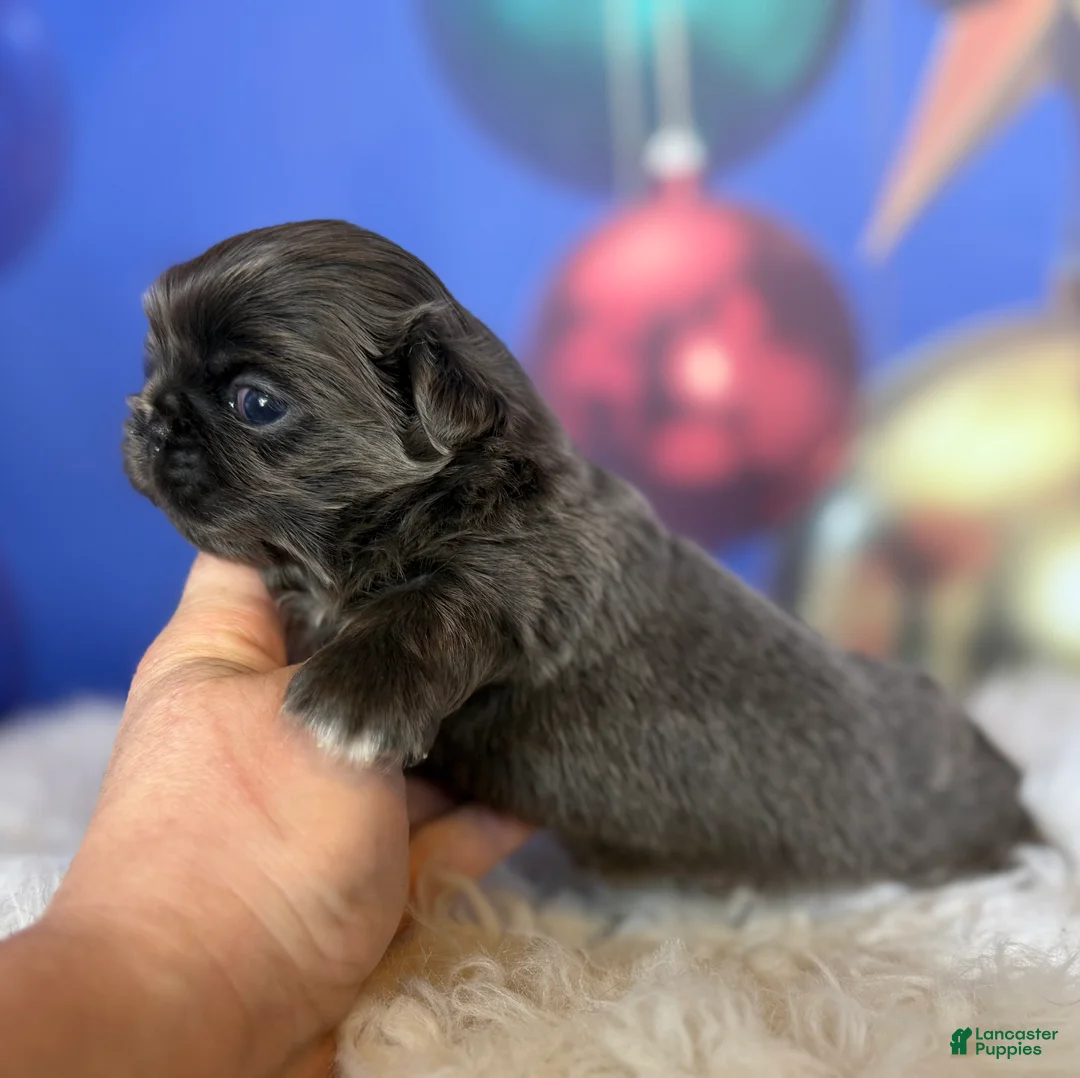 Pekingese dogs for sale: Akc DNA OFA Blue boots  - Ad 5