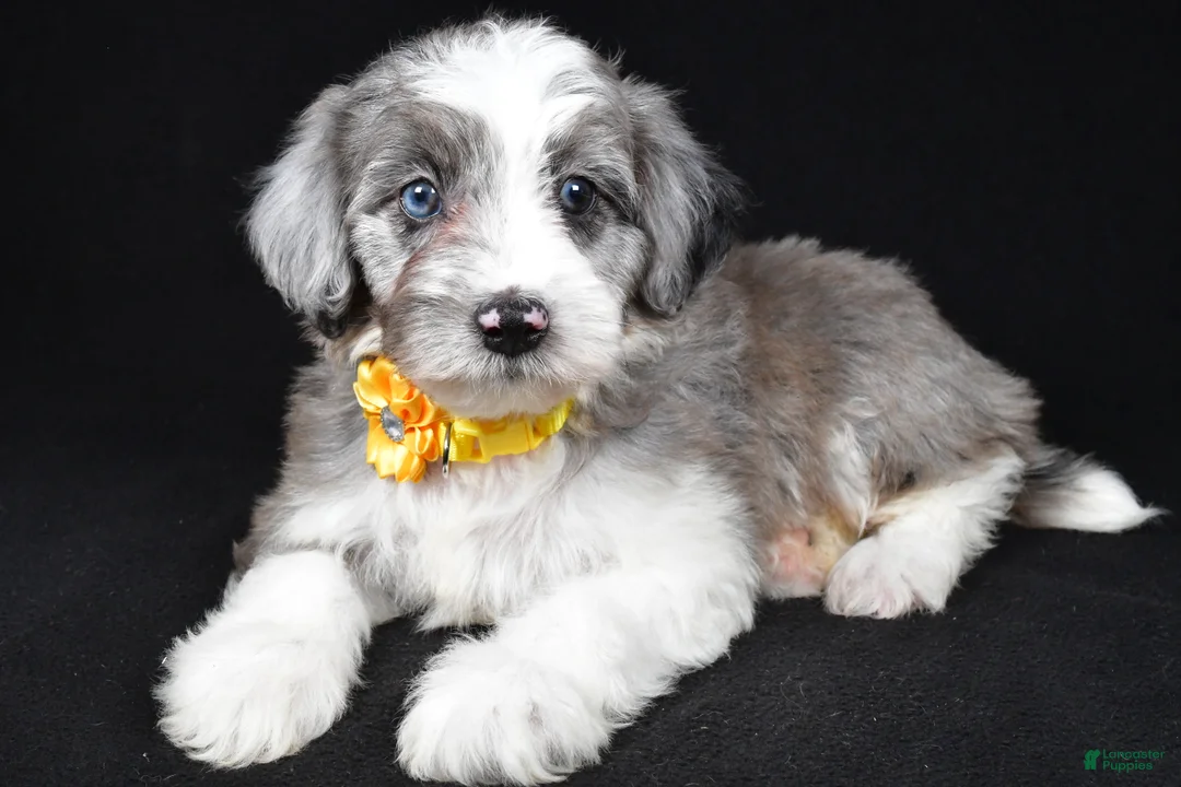 Mini Aussiedoodle dogs for sale: Nikki - Ad 1