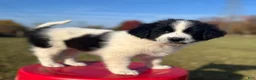 Mixed Breed dogs for sale: Markey - Ad 4