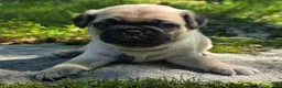 Pug dogs for sale: Jack - Ad 2