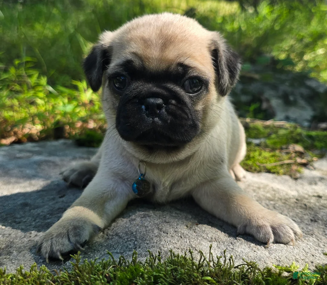 Pug dogs for sale: Jack - Ad 2